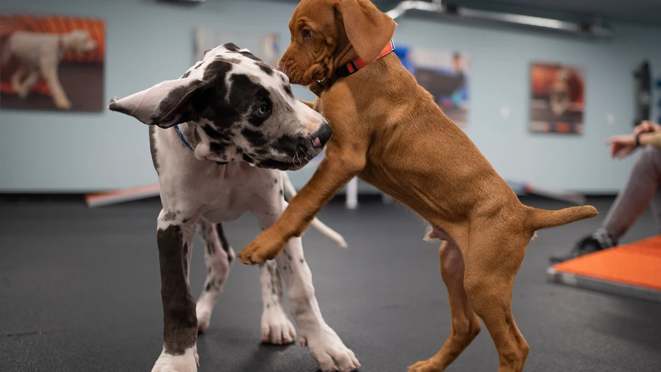 Dog Franchise Cost Comparison: Daycare vs. Training vs. Grooming Side by Side