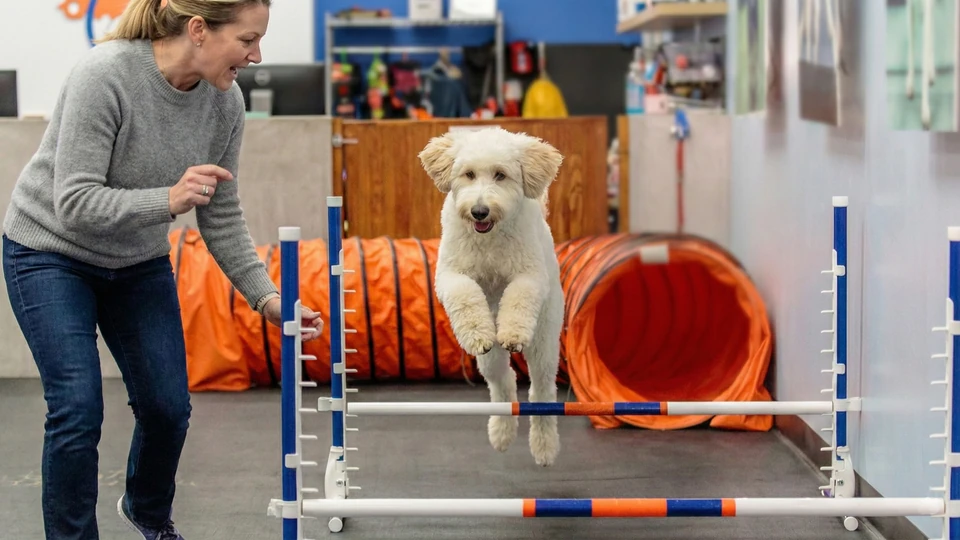 Is a Dog Training Franchise Worth It? Here's an Honest Assessment