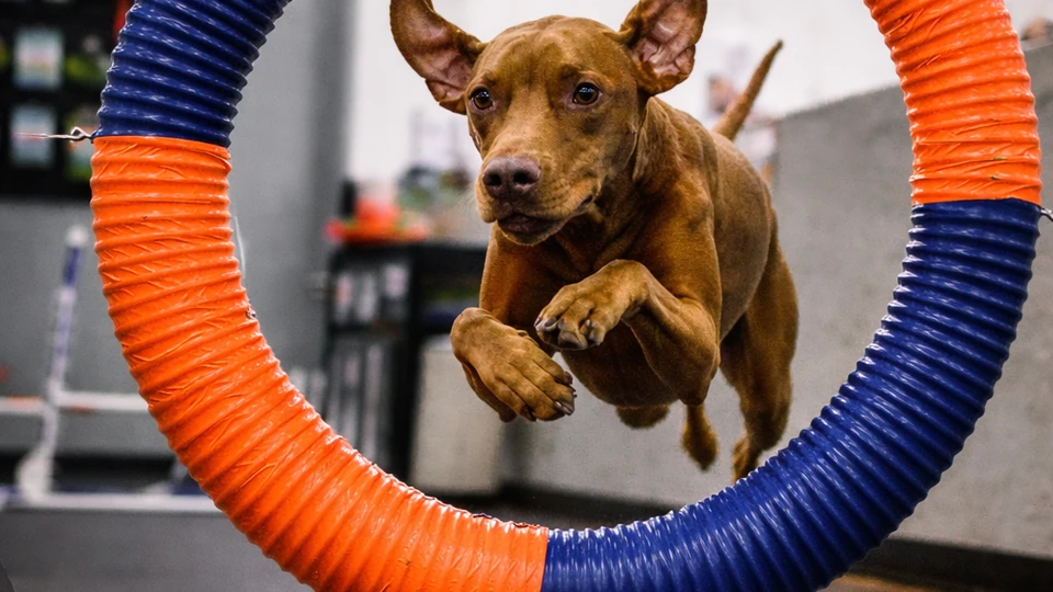 Dog Training Franchise Cost: What You'll Actually Spend From Signing to Opening
