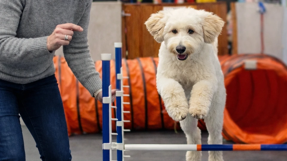 Dog Training Industry Trends: How the Market Is Evolving in 2026
