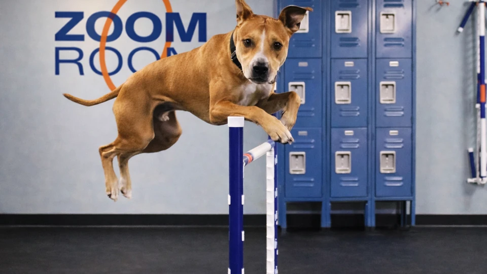 Indoor Dog Training Facility Cost: Size, Buildout, Equipment, and Zoning