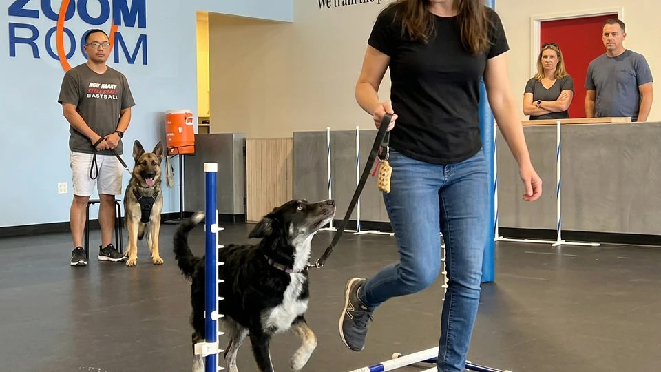 Best Pet Franchise for Dog Lovers with No Industry Experience