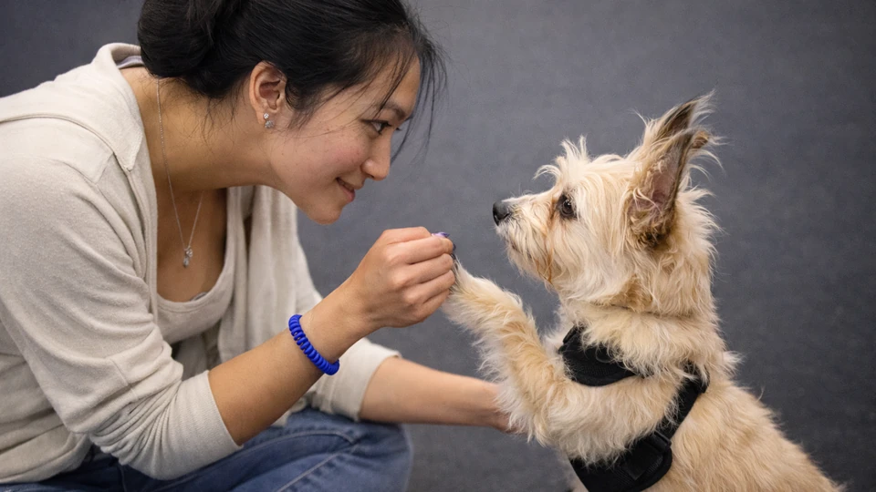 You Want to Work with Dogs for a Living. Here Are Your Real Options.