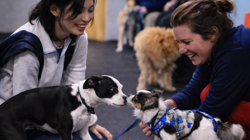 Pet Services Industry Growth: The Fastest-Growing Segment in a $157B Market