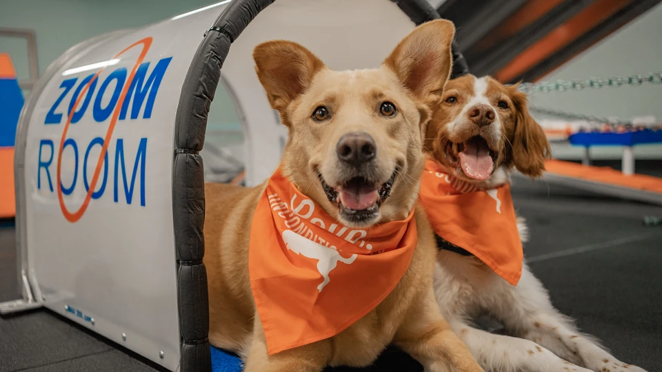 Zoom Room vs. Dog Training Elite: A Side-by-Side Franchise Comparison